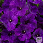 Petunia Supertunia® Royal Velvet 4"