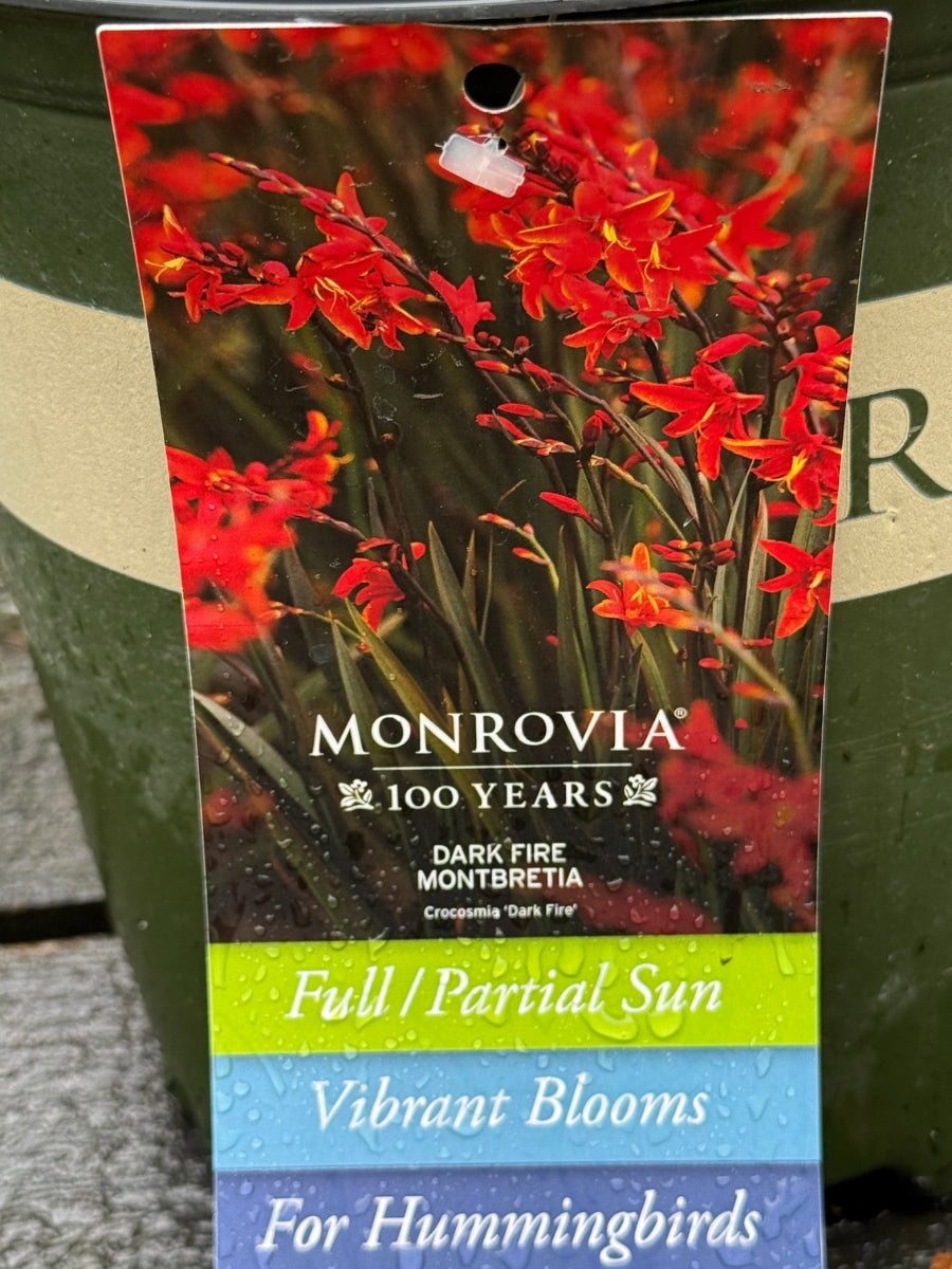 Echinacea Sombrero® 'Sangrita'