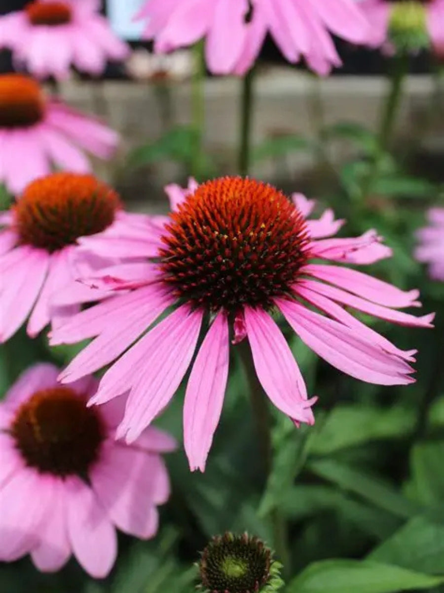 Echinacea purpurea 'Magnus 1G
