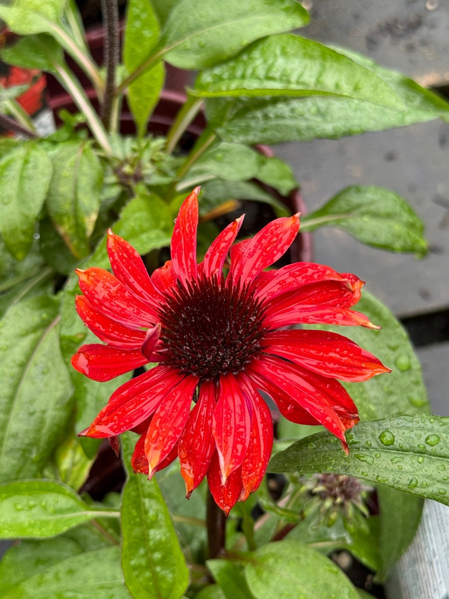 Echinacea Sombrero® 'Sangrita'