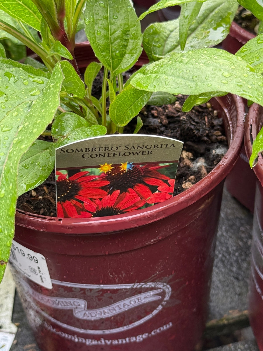 Echinacea Sombrero® 'Sangrita'