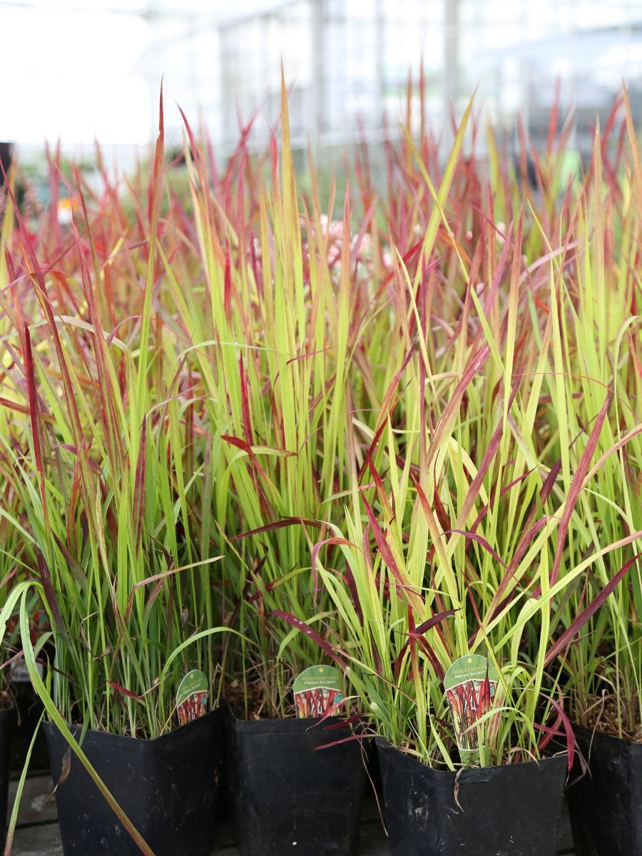 Japanese Blood Grass ‘Red Baron’ 1G