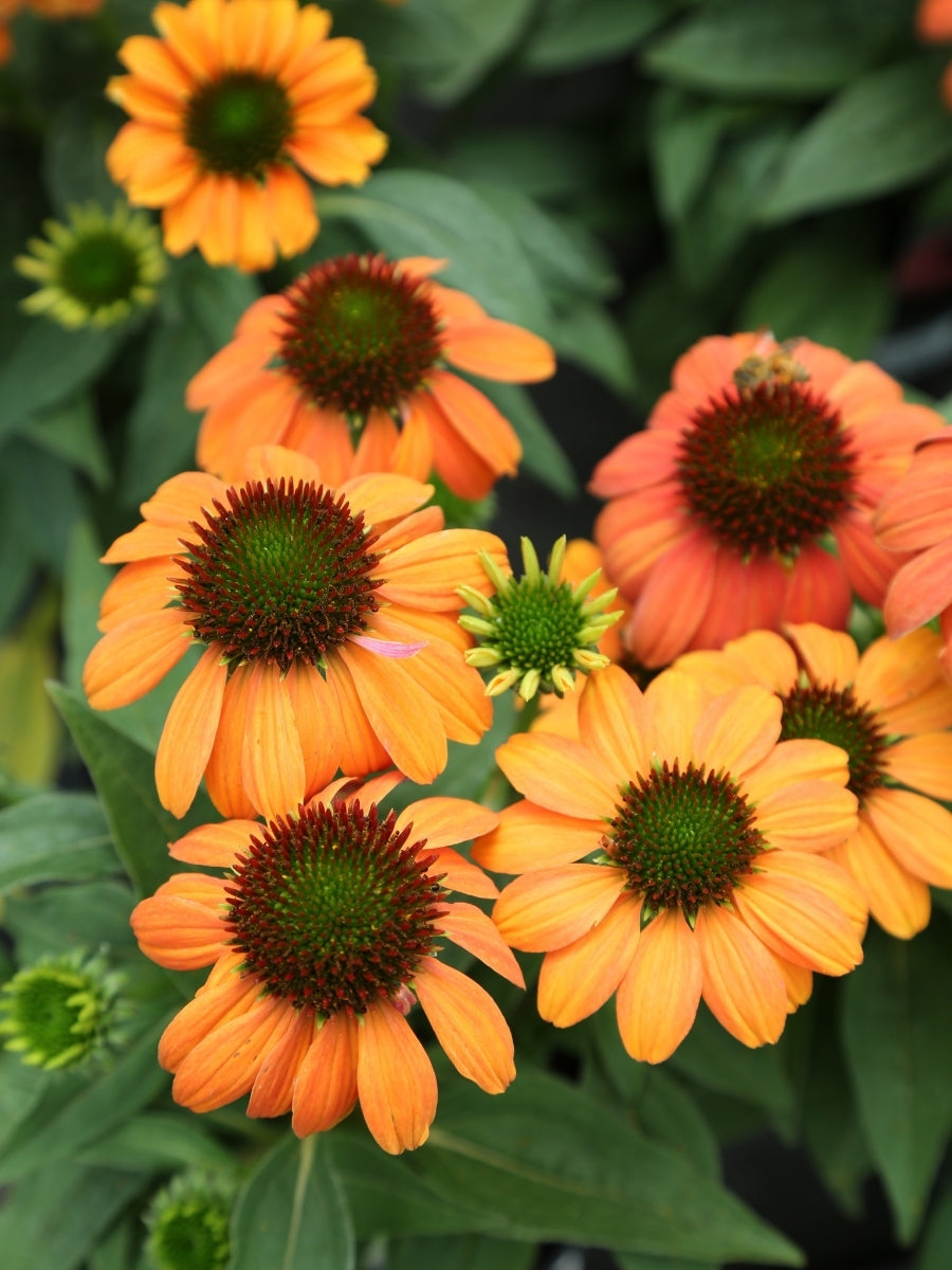 Echinacea Sombrero® 'Hot Coral' 1G