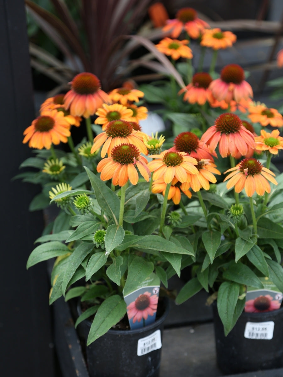 Echinacea Sombrero® 'Hot Coral' 1G