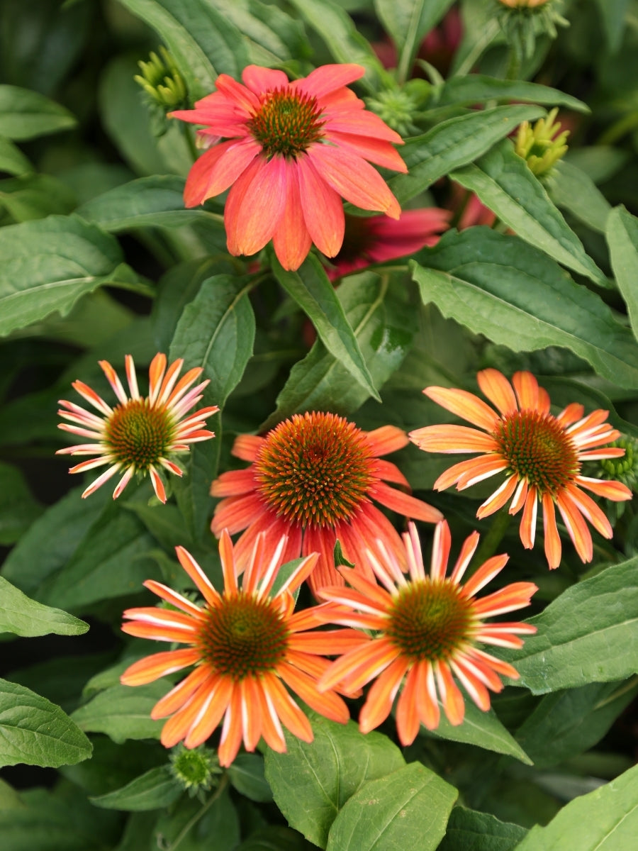 Echinacea Sombrero® 'Tres Amigos' 1G