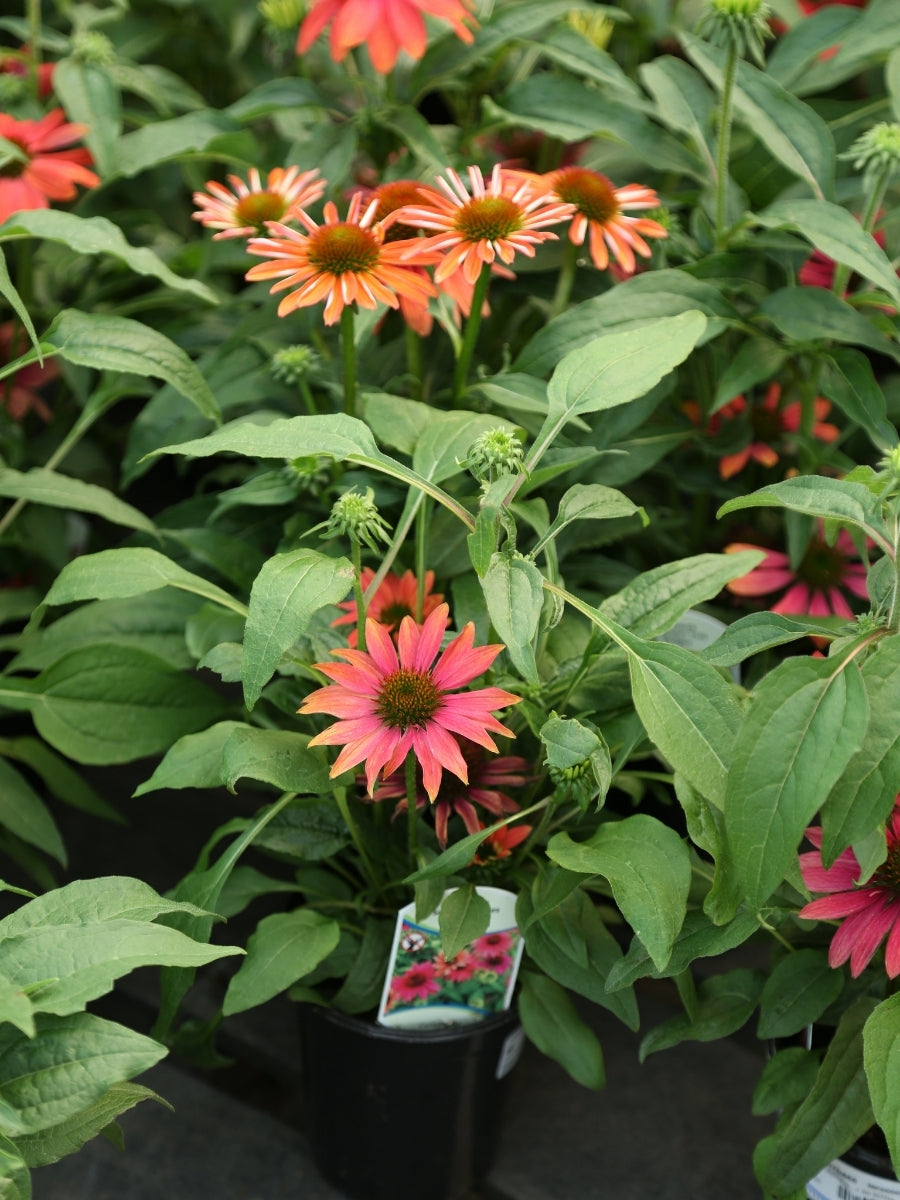 Echinacea Sombrero® 'Tres Amigos' 1G