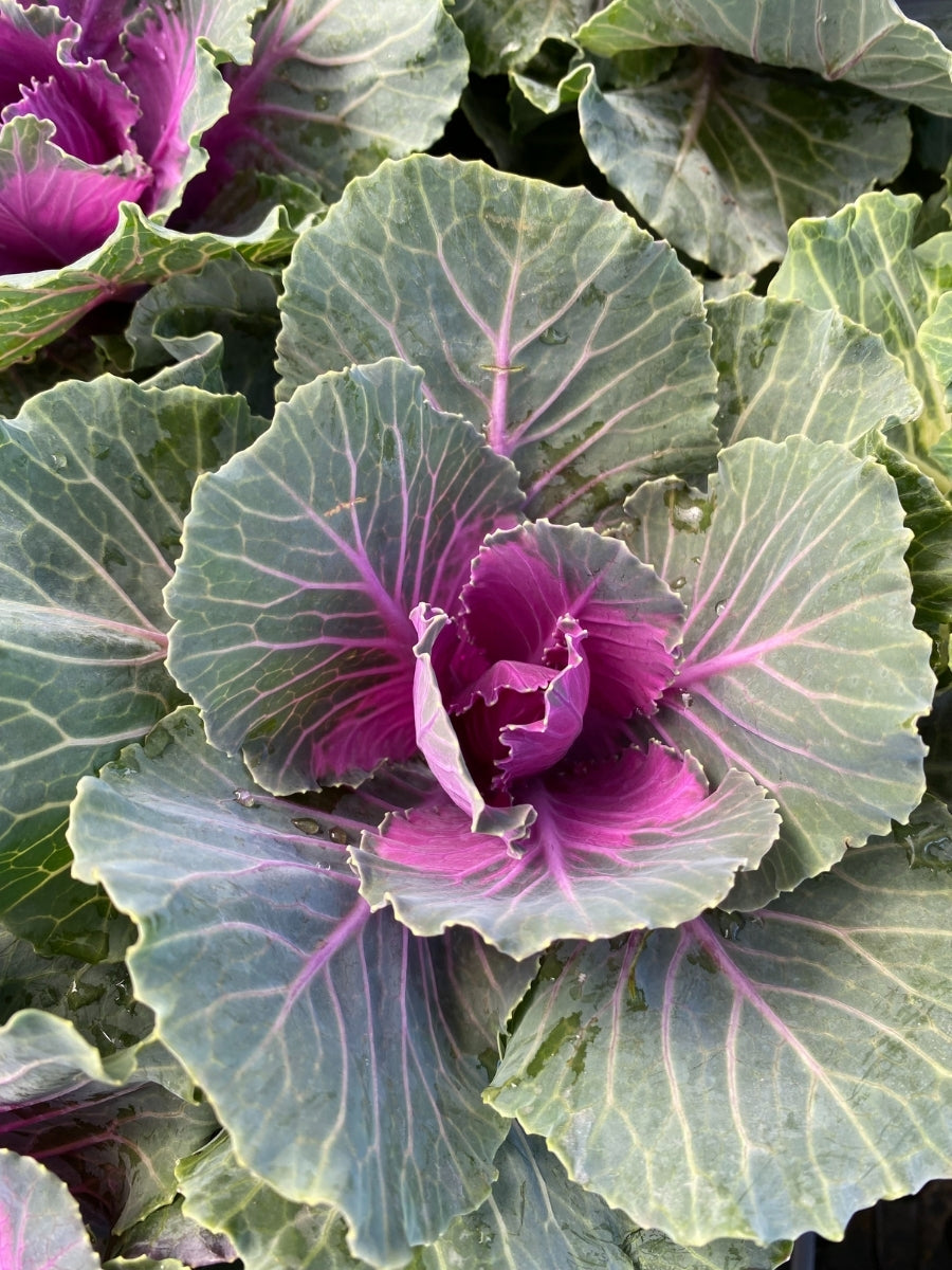 Ornamental Cabbage Kale 'Pigeon Red'