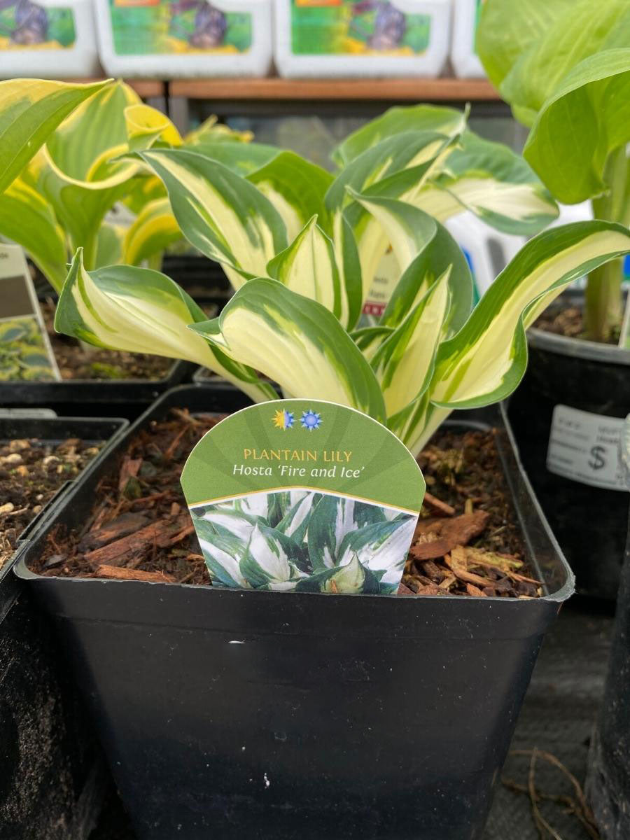 Hosta 'Fire and Ice' 1G