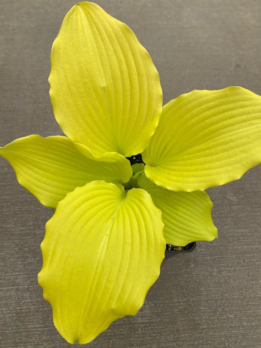 Hosta 'Dancing Queen'