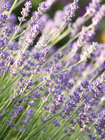 English Lavender | Munstead