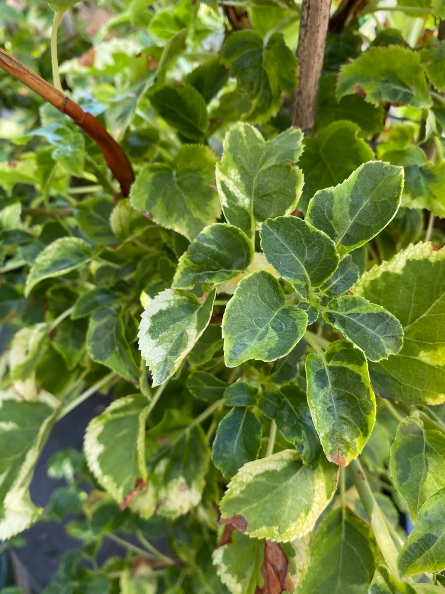 Hydrangea petiolaris 'Miranda' 2G