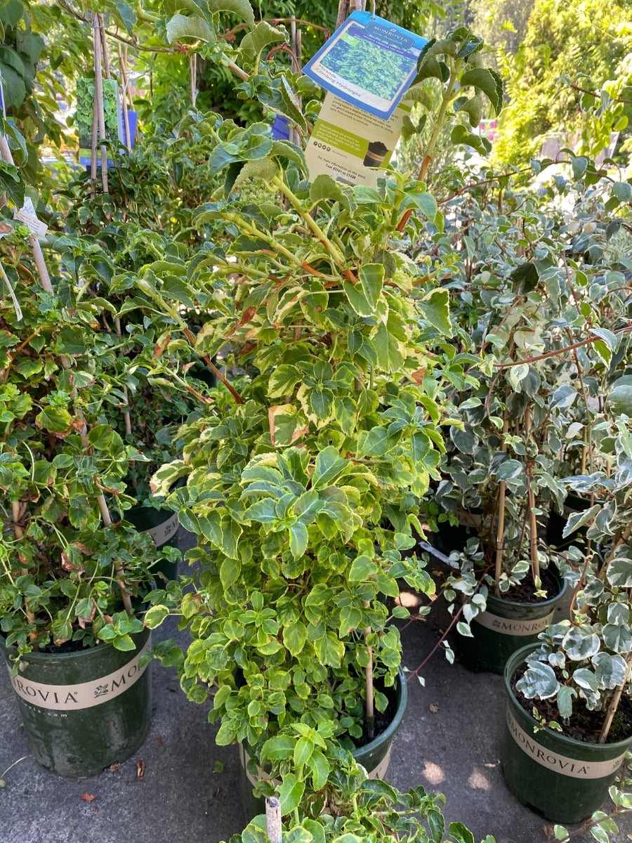 Hydrangea petiolaris 'Miranda' 2G