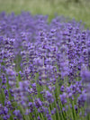 English Lavender | Munstead