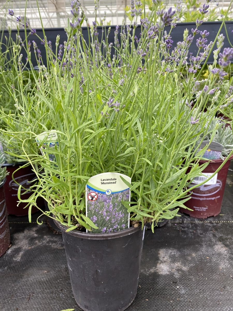 English Lavender | Munstead