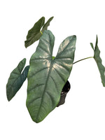 Alocasia 'Corazon' 6"