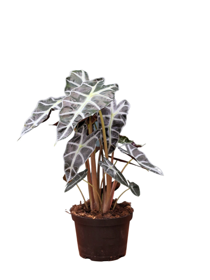 Alocasia ‘Polly’ 6”