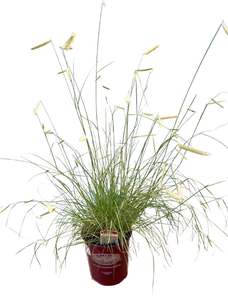 Blue Grama Grass 'Blonde Ambition' 1G