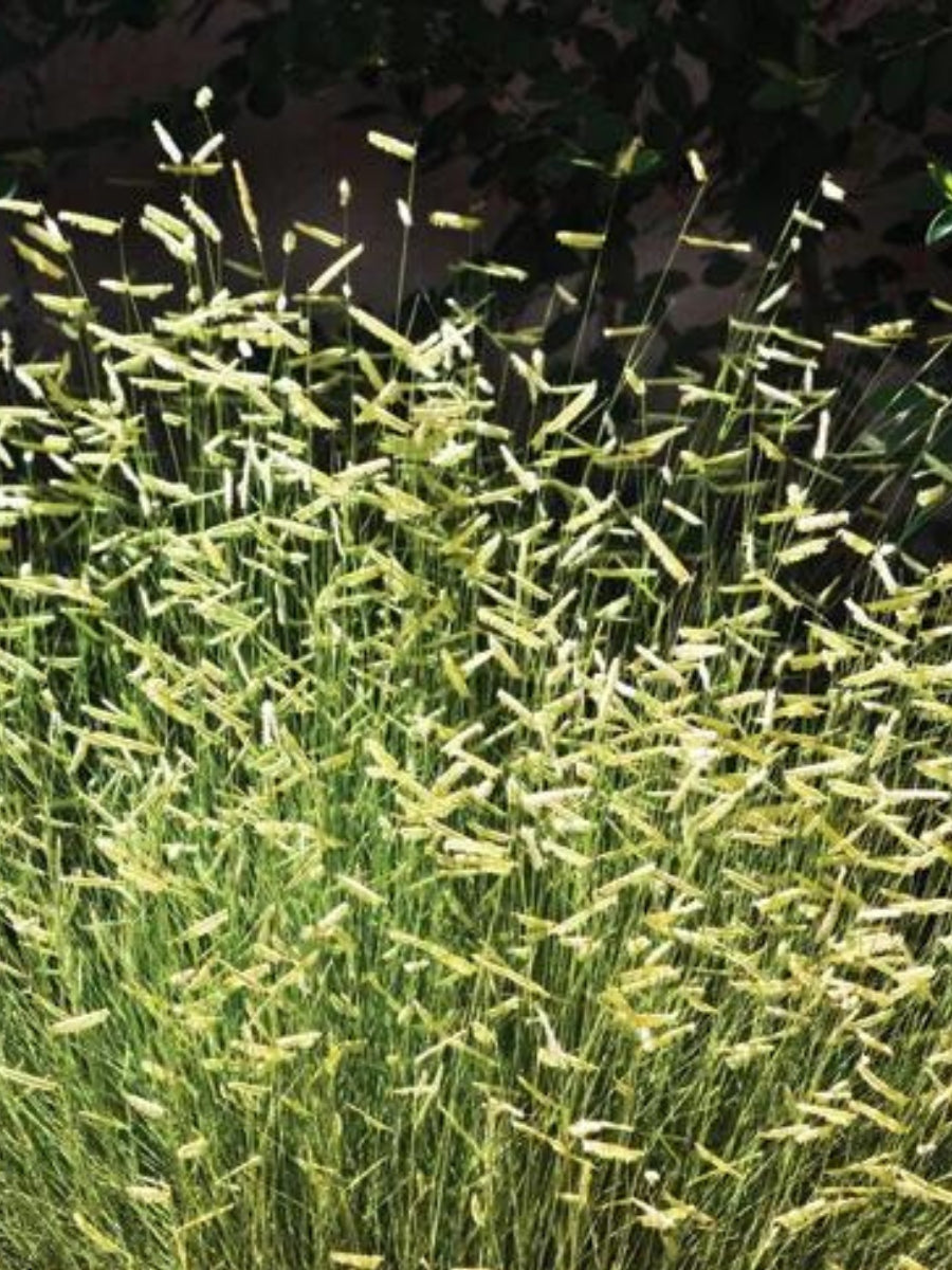 Blue Grama Grass 'Blonde Ambition' 1G