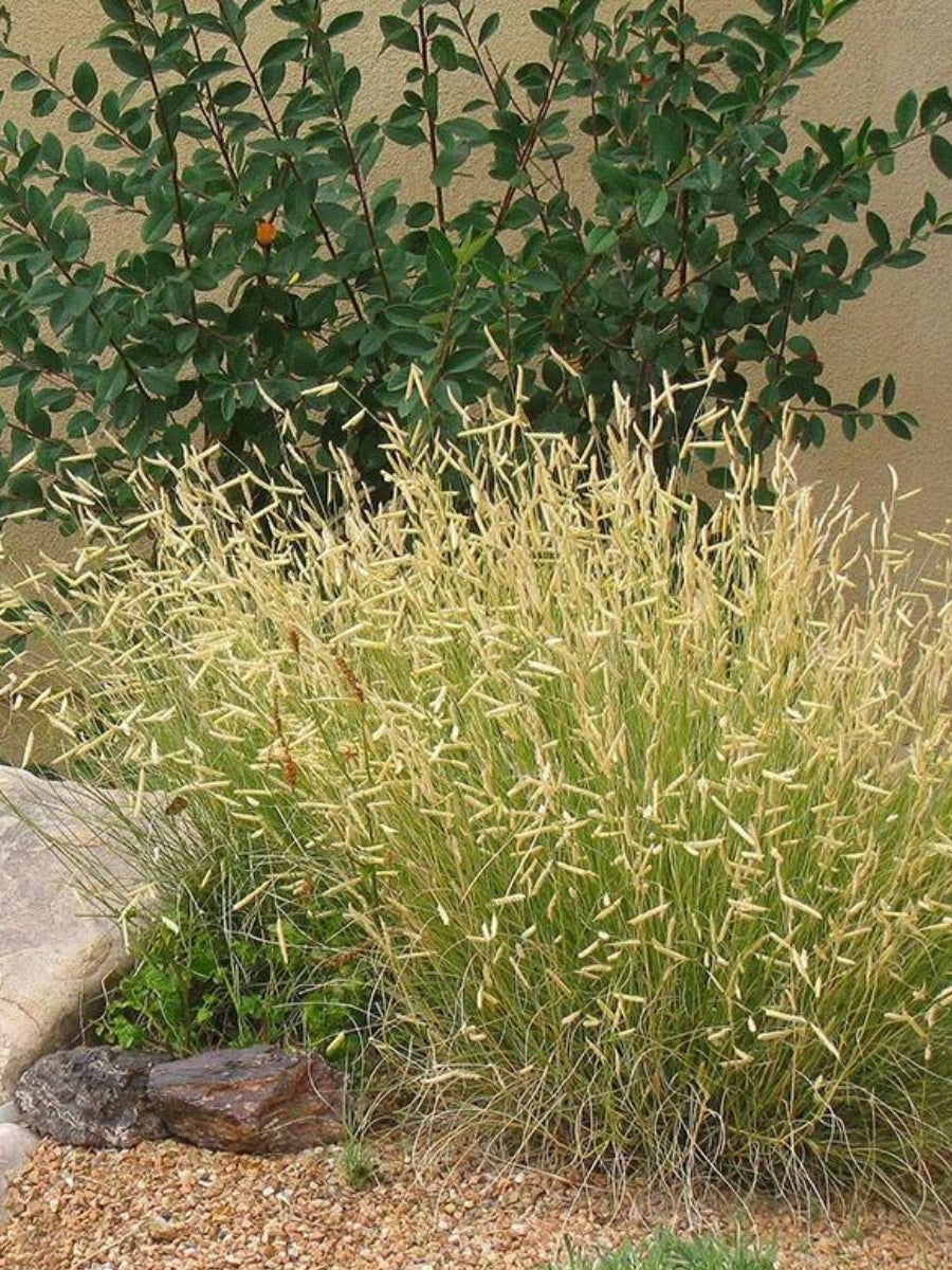 Blue Grama Grass 'Blonde Ambition' 1G
