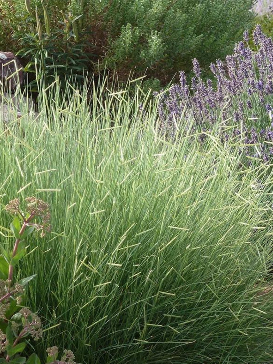 Blue Grama Grass 'Blonde Ambition' 1G