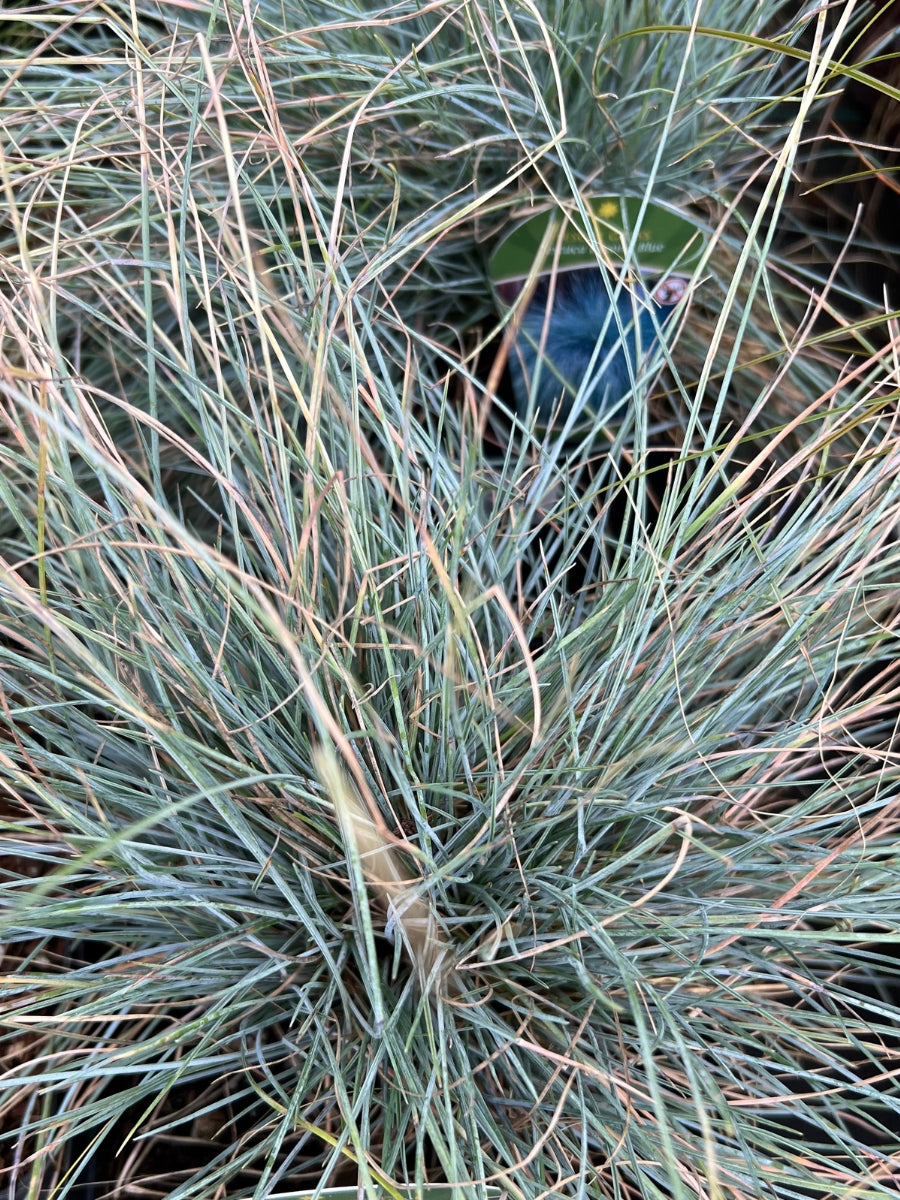 Festuca 'Beyond Blue' Grass 1G