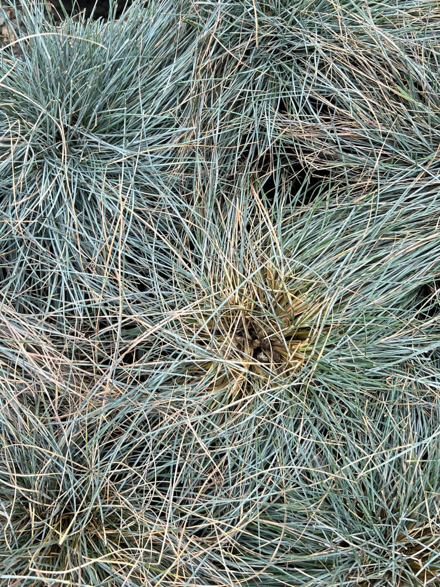 Festuca 'Beyond Blue' Grass 1G