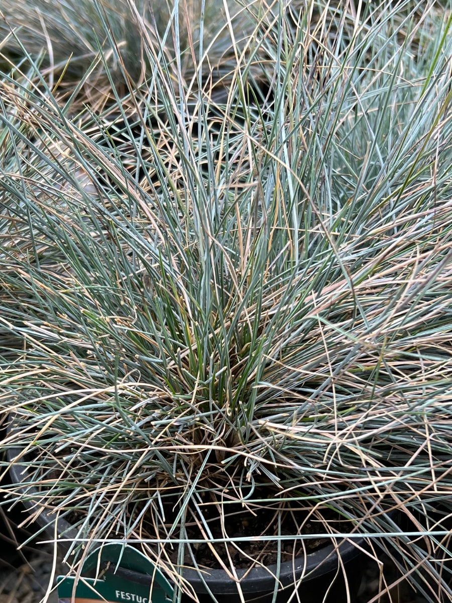 Festuca 'Beyond Blue' Grass 1G
