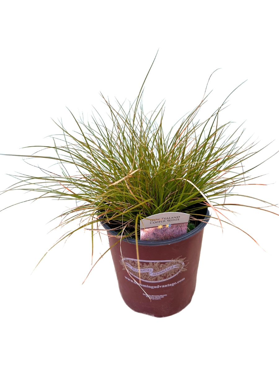 Carex Testacea Sedge Orange