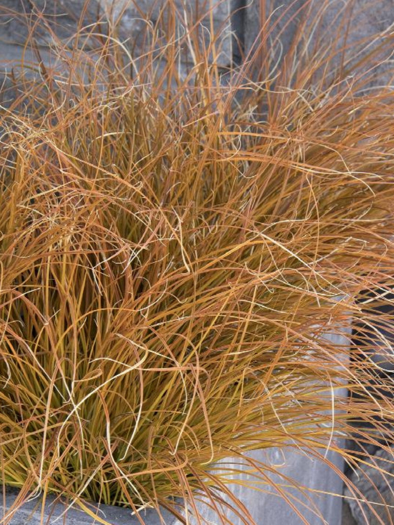 Carex Testacea Sedge Orange