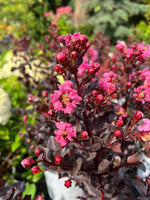 Crapemyrtle Center Stage® Pink 2G