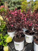 Crapemyrtle Center Stage® Pink 2G