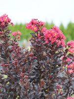 Crapemyrtle Center Stage® Pink 2G