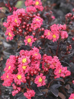 Crapemyrtle Center Stage® Pink 2G