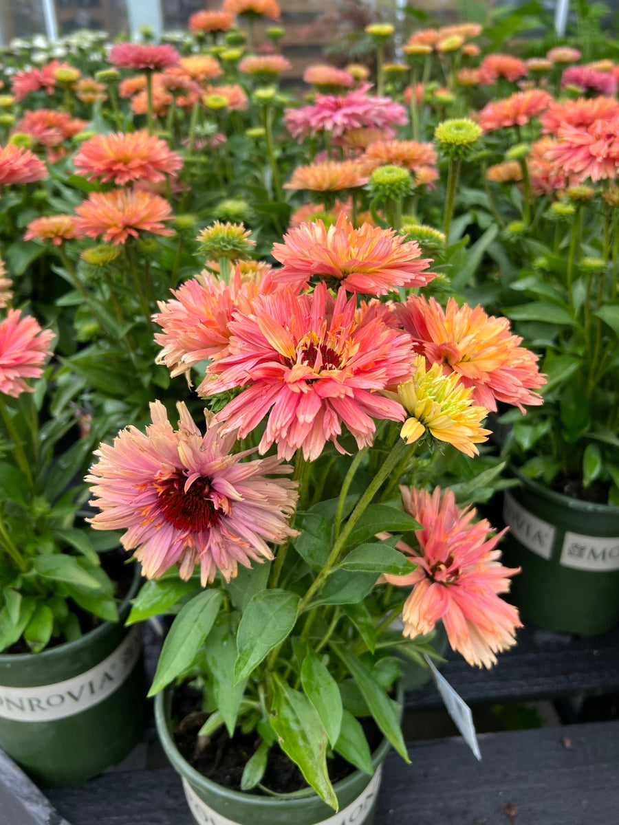 Echinacea Fresco Apricot 1G