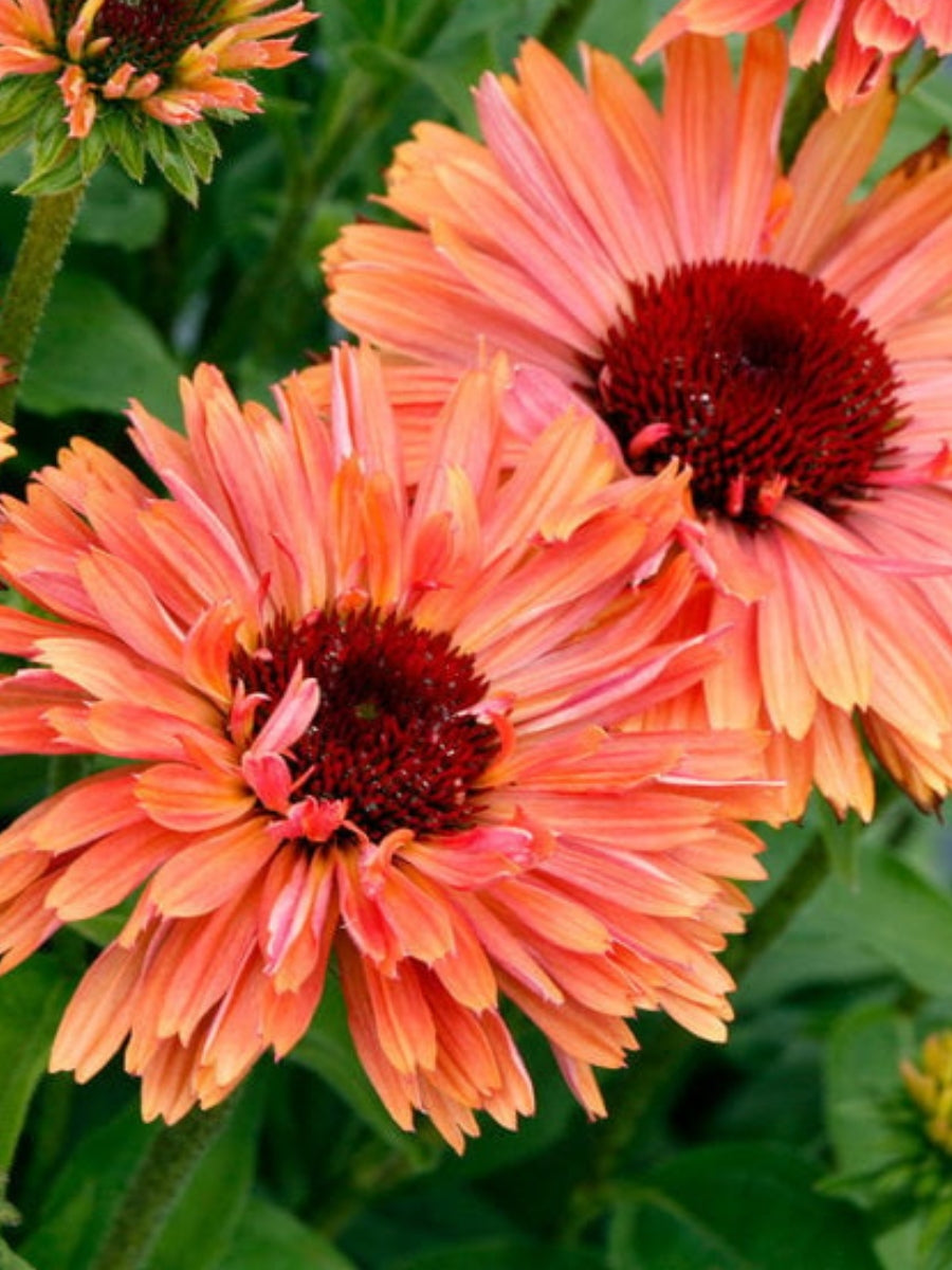 Echinacea Fresco Apricot 1G