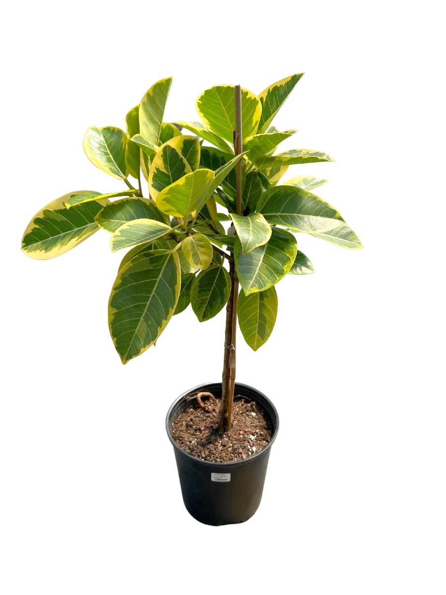 Ficus Altissima 'Yellow Gem' Standard 10