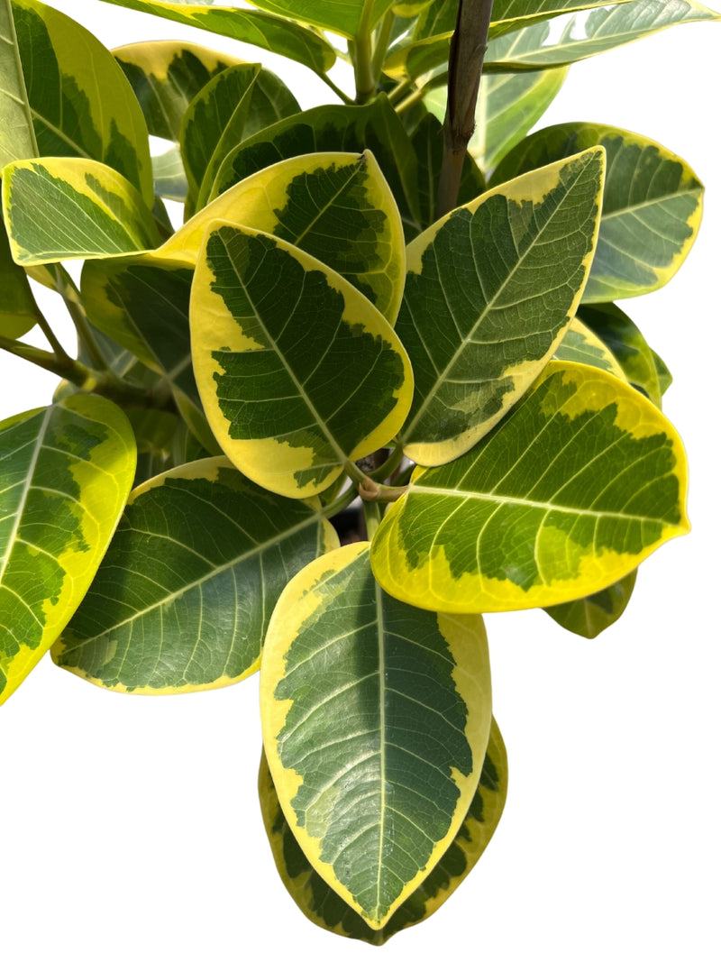 Ficus Altissima 'Yellow Gem' Standard 10"