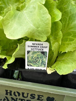 Organic Jumbo 6 Pack | Lettuce Green Leaf