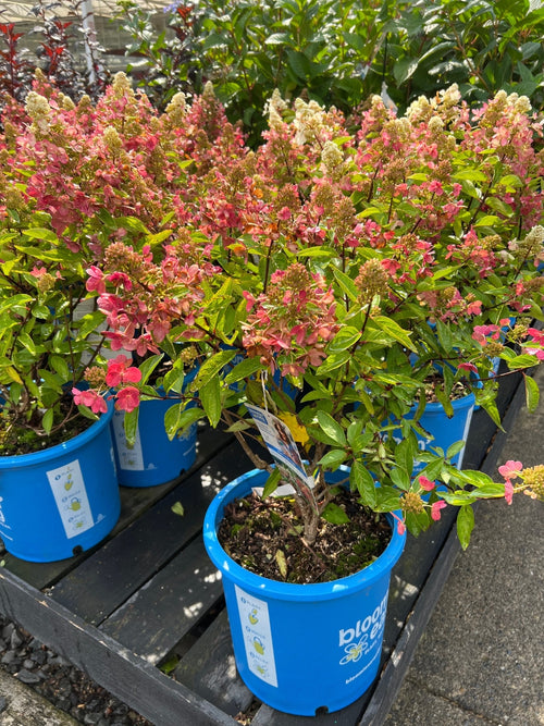 Hydrangea Panicle 'Flare' 5G
