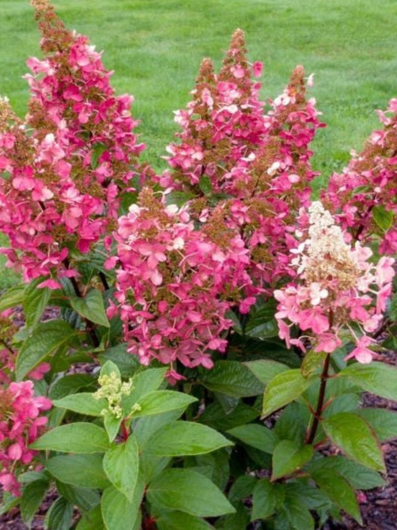 Hydrangea Panicle 'Flare' 5G