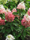Hydrangea Panicle 'Flare' 5G