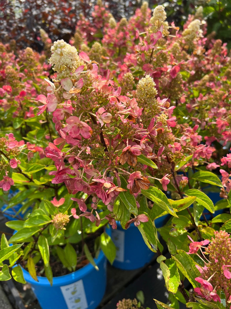 Hydrangea Panicle 'Flare' 5G