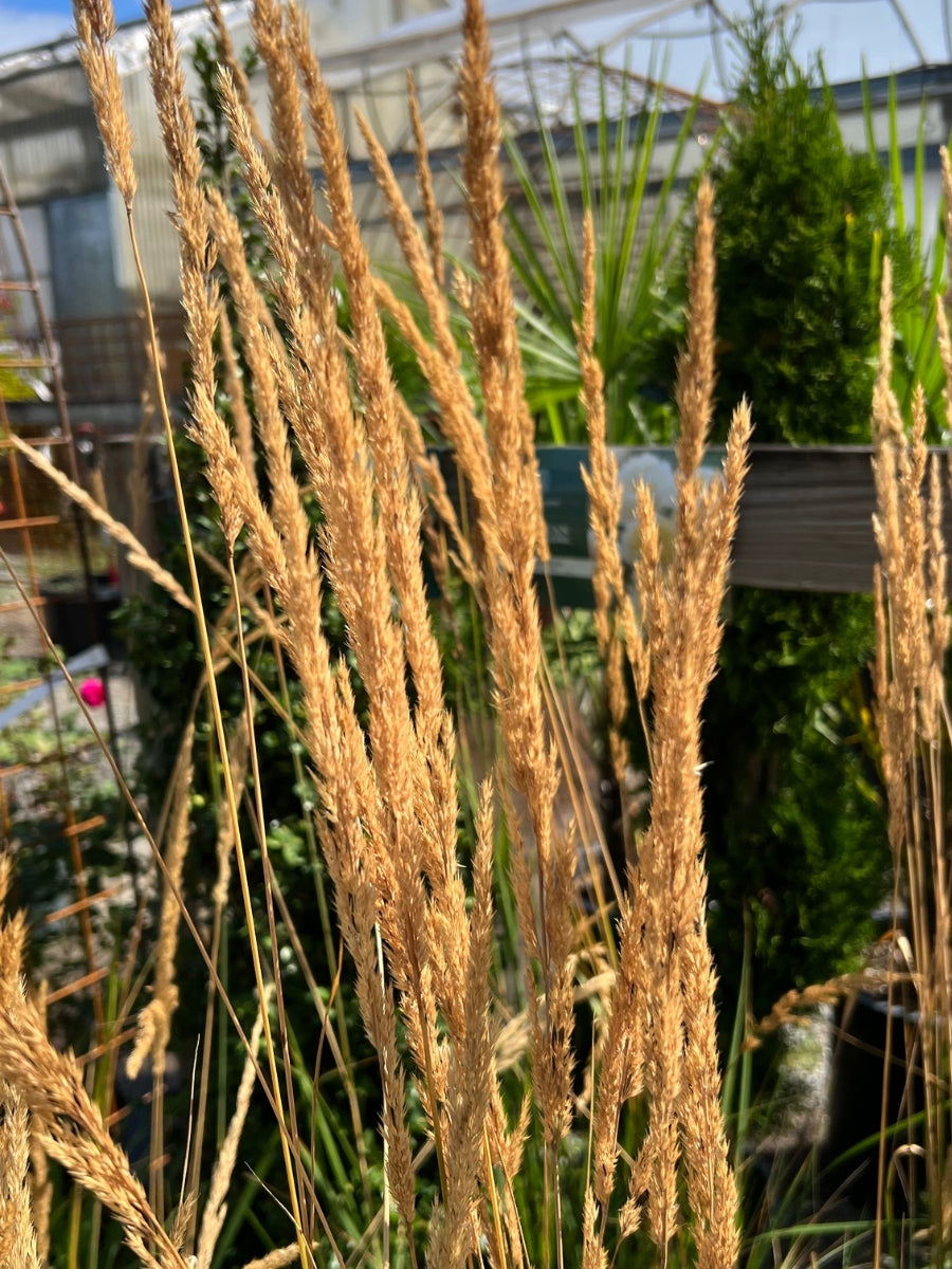Feather Reed Grass 'Karl Foerster' 1G