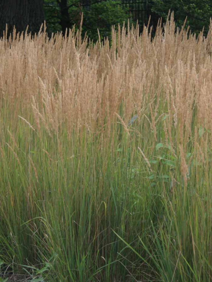 Feather Reed Grass 'Karl Foerster' 1G