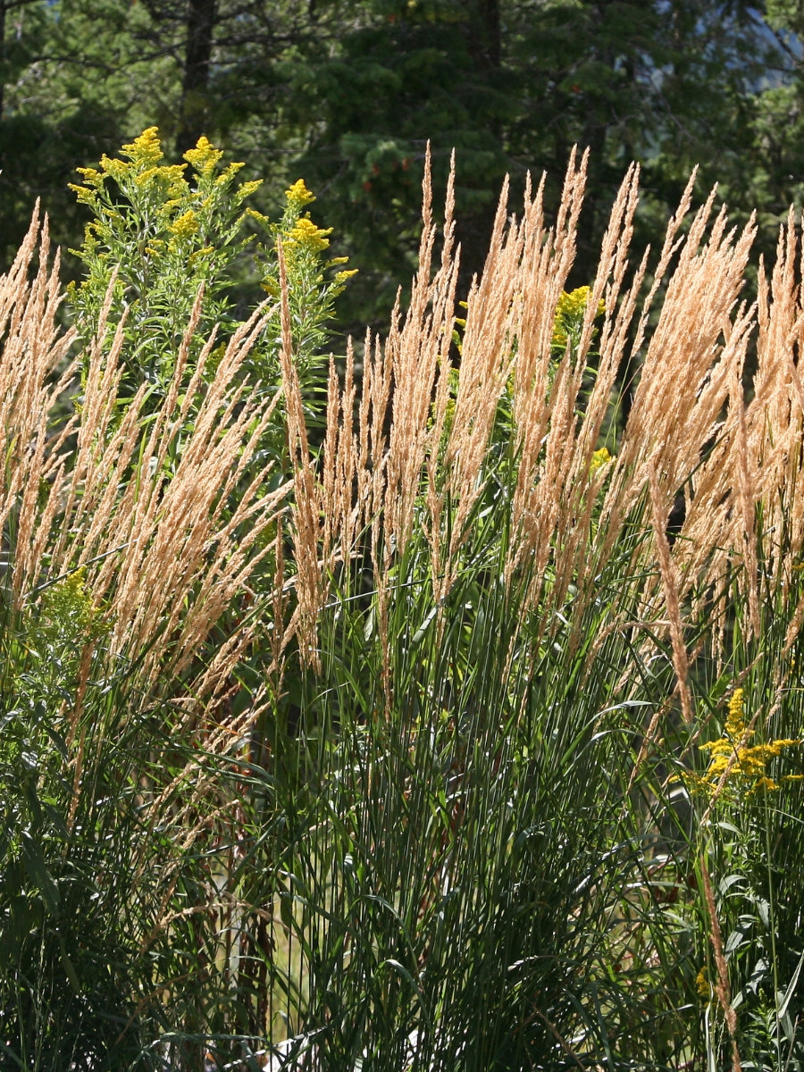 Feather Reed Grass 'Karl Foerster' 1G