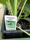 Organic Jumbo 6 Pack | Kale