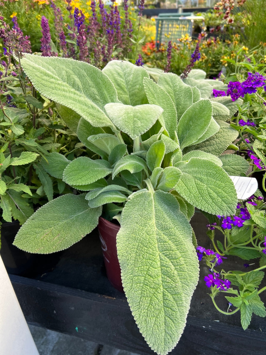 Lamb's Ear 'Helen Von Stein'