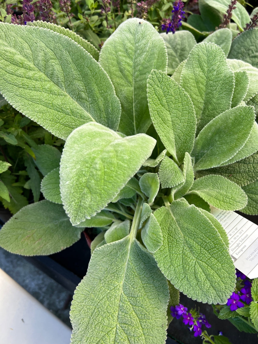 Lamb's Ear 'Helen Von Stein'