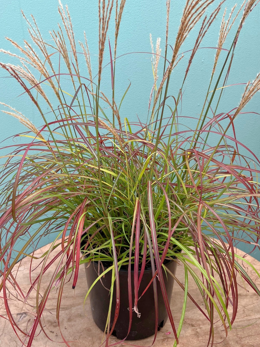 Miscanthus 'Little Miss' Dwarf Maiden Grass