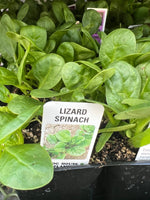 Organic Jumbo 6 Pack | Spinach